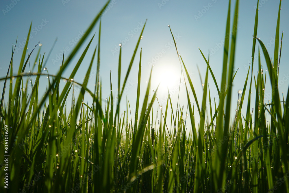 drops of dew on a green grass, Fresh green grass with dew drops closeup, Green rice field at the morning in the farm of famer, Nature Background drops of dew on a green grass, Fresh green grass with dew drops closeup, Green rice field at the morning in the farm of famer, Nature Background