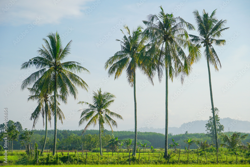 Coconut trees in the  field in early morning, palms landscape