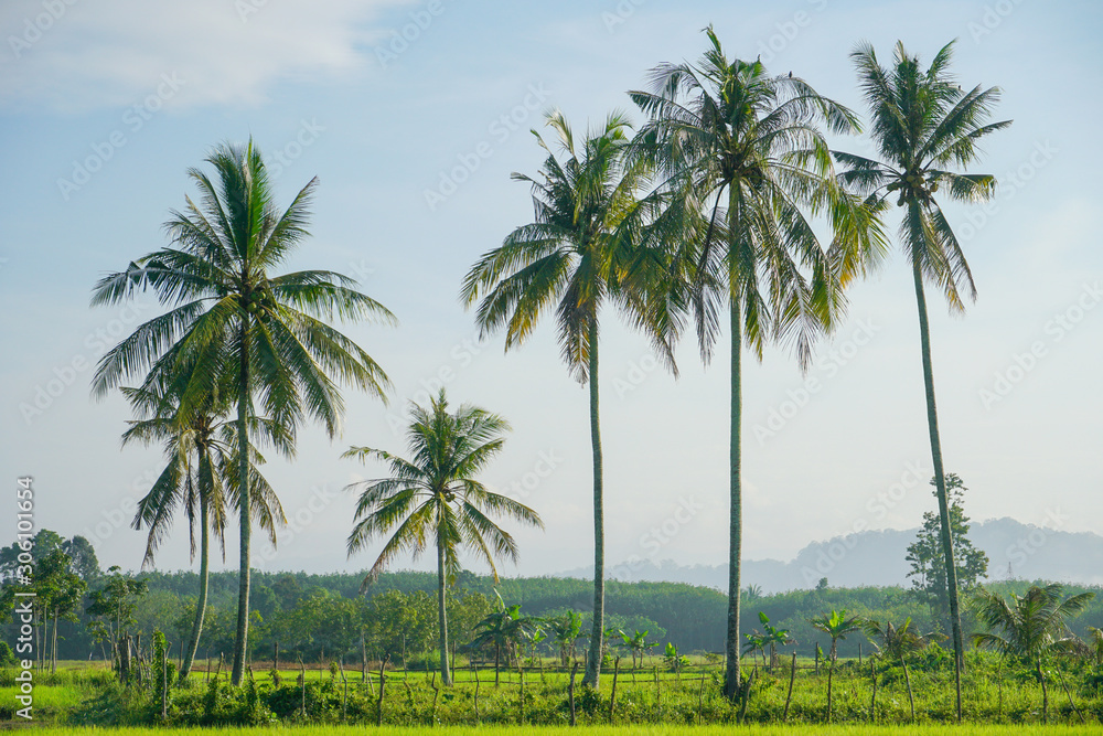 Coconut trees in the field in early morning, palms landscape Coconut trees in the field in early morning, palms landscape