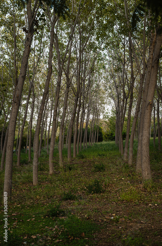 Izmir Inciralti City Forest, view of trees from picnic area. Perspective imag...