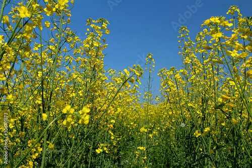 Blooming rapeseed field against a clean blue sky