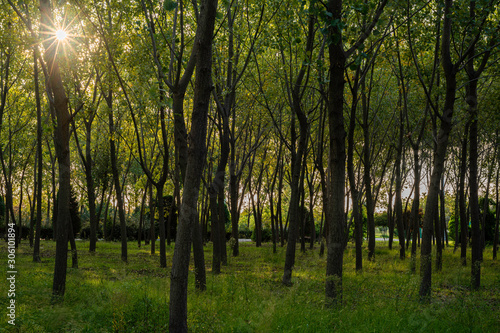 Izmir Inciralti City Forest, view of trees from picnic area. Sunlight leaking...