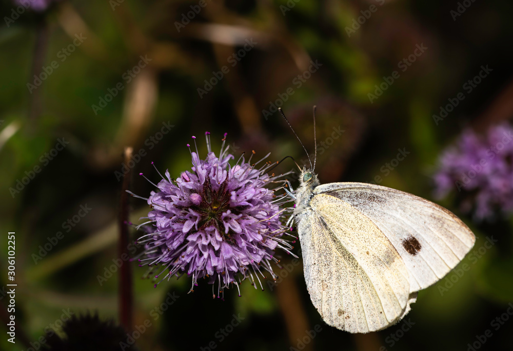 Butterfly on a flower. Small white cabbage butterfly sitting on a purple flower. Butterfly on a flower. Small white cabbage butterfly sitting on a purple flower.