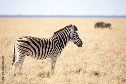 Zebra standing in dry grassland  Etosha  Namibia  Africa