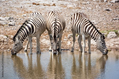 Three zebras standing side by side at a waterhole  drinking water  Etosha  Namibia  Africa