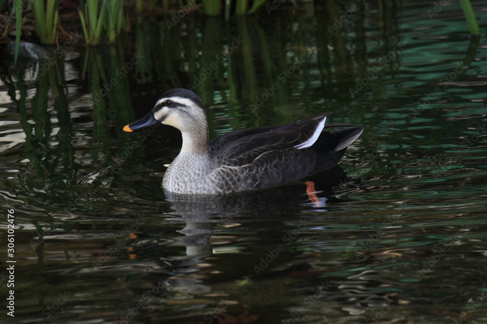 Obraz premium 오리 흰뺨오리