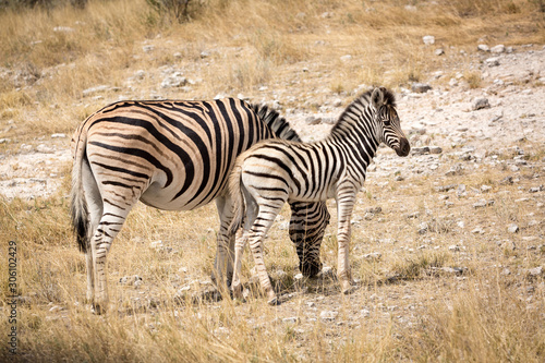 Young zebra standing close to its mother  Etosha  Namibia  Africa
