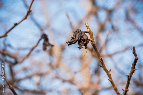 Autumn before winter, walnut tree, garden close-up