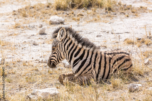 Close up of a baby zebra sitting in the grass  Etosha  Namibia  Africa