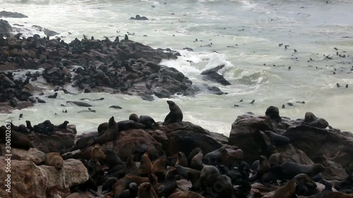 cape cross namibia colony of sealions