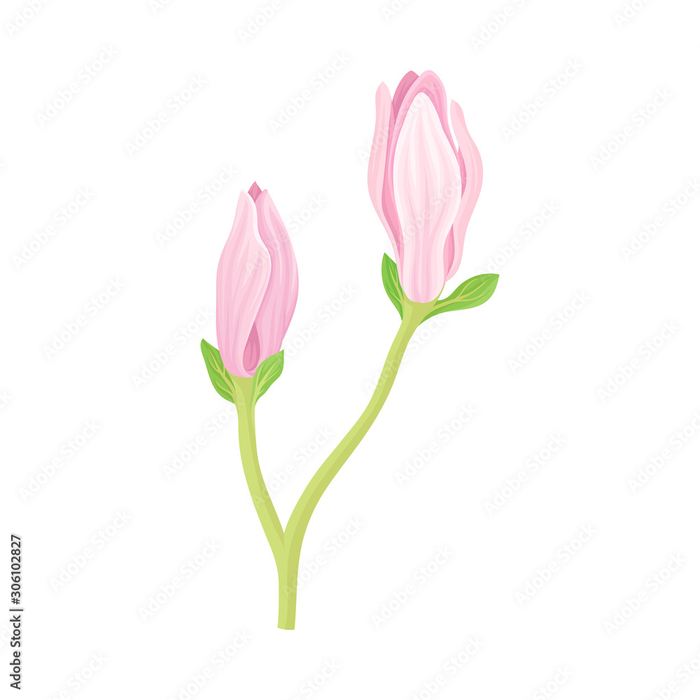 Unbudded and Half Bloomed Magnolia Flower with Green Stalk Vector Item Unbudded and Half Bloomed Magnolia Flower with Green Stalk Vector Item
