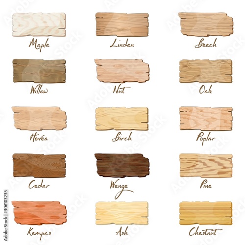 Big vector set with samples of maple, oak, birch, ash, chestnut, linden, willow, poplar, pine, cedar, beech, nut, hevea, kempas wenge Wooden boards banners texture isolated on white background