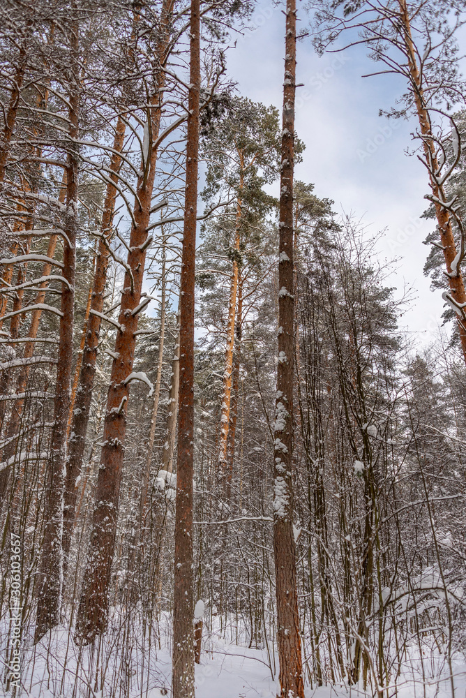 Fototapeta premium Pine trees trunks in the snow as a background