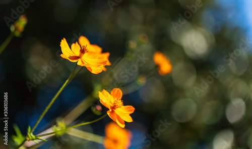 Cosmos sulphureus beautiful ornamental plant in bloom, bright orange color flowers on green shrub in sunlight © Gken