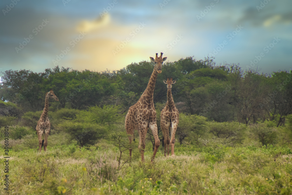 Fototapeta premium giraffe in africa