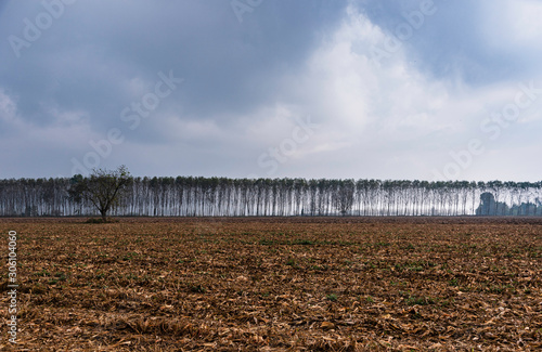 Minimalistic view of row trees between talas. Empty cornfield in rainy weathe...