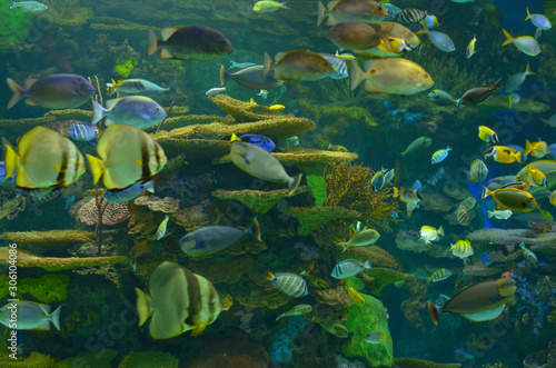 Deep sea fishes of various variety swimming around in large underwater tanks in aquarium. Coral of different colors can also be seen in the shot behind the thick plexi glass supporting high pressure