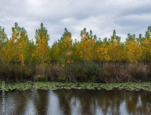 Autumn in Acar Langozu, yellow green leafy trees and water lilies, Sakarya, T...