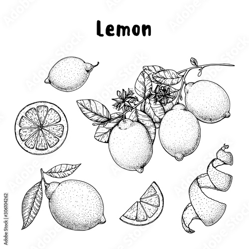 Lemon hand drawn collection, graphic elements. Vector illustration. Lemon sketch for menu design, brochure illustration. Black and white design. Citrus lemon pattern illustration.