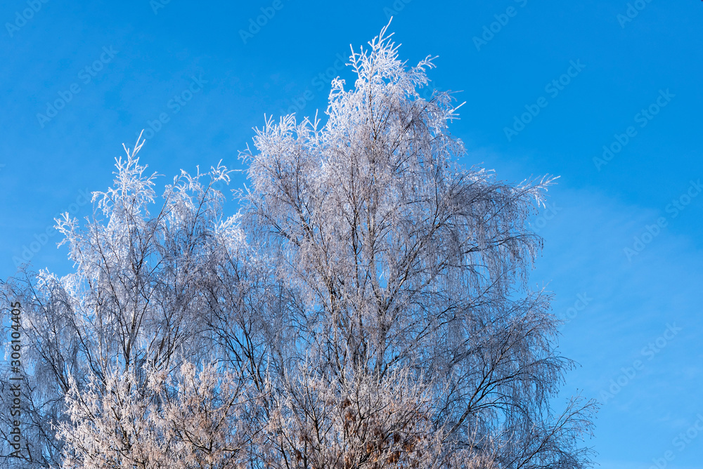 Winter landscape with a field and trees covered with snow on a sunny day Winter landscape with a field and trees covered with snow on a sunny day