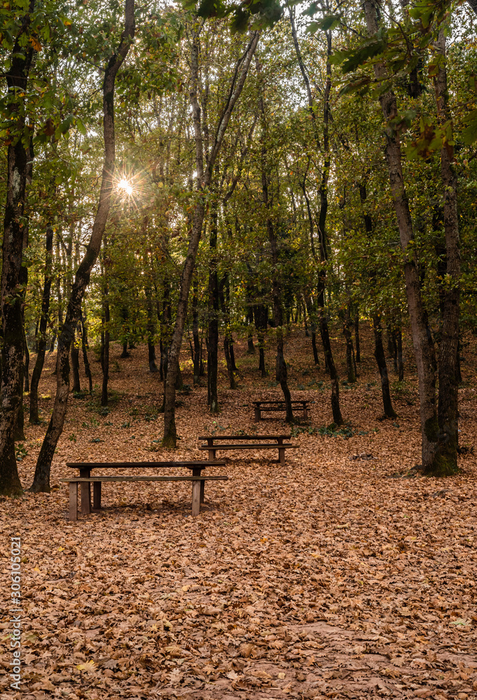 Autumn deciduous trees and picnic tables. Empty benches in promenade area. Autumn breezes cover the soil with leaves. Autumn deciduous trees and picnic tables. Empty benches in promenade area. Autumn breezes cover the soil with leaves.