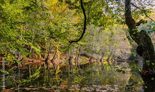 Autumn in the forest. Autumn landscape in Bolu Yedigoller National Park. Yell...