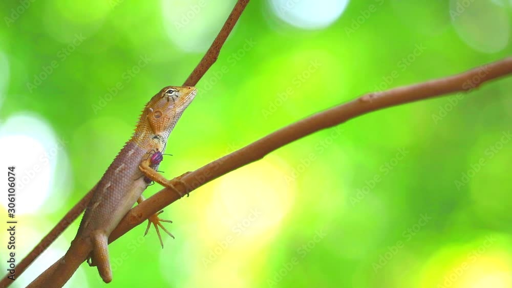 A chameleon on a dry tree branch has a stink bug on its body, the concept of living creatures must rely on each other A chameleon on a dry tree branch has a stink bug on its body, the concept of living creatures must rely on each other
