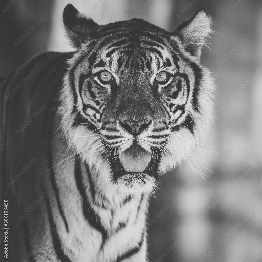 Naklejka premium Tygrys sumatrzański