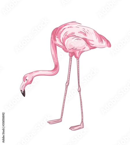 Flamingo hand drawn vector illustration. Pink tropical bird color drawing. African fauna representative, realistic red plumage. Exotic wild animal, cute birdie isolated on white background. © Good Studio