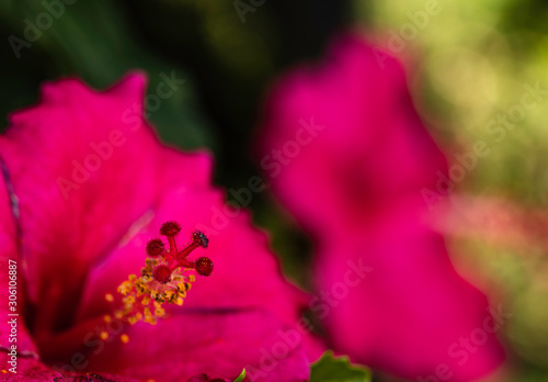 Macro photo of red hibiscus (Japanese rose) flower.