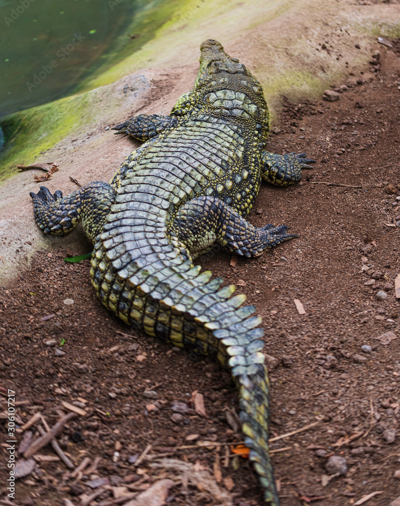 Alligator resting next to water pool in Izmir Wildlife Park. Suitable for crocodiles or wildlife themed activities in water. Alligator resting next to water pool in Izmir Wildlife Park. Suitable for crocodiles or wildlife themed activities in water.