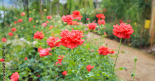 Beautiful red roses in flower garden © Piman Khrutmuang