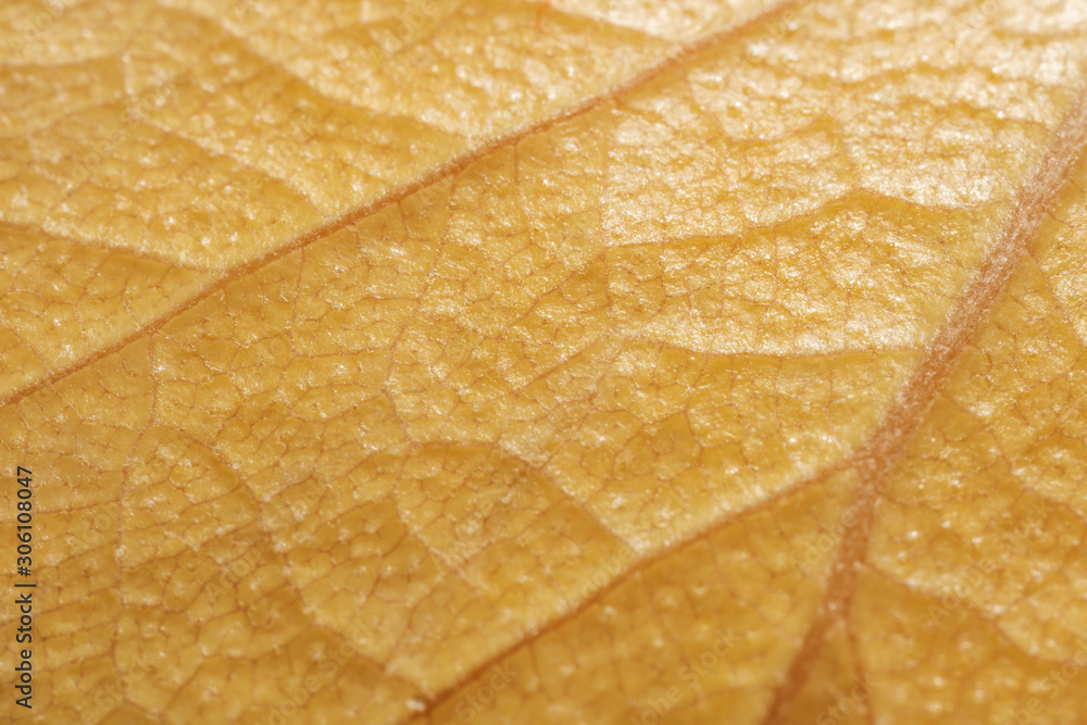 Obraz premium Yellow leaf fallen from a tree in autumn. Background with good texture.