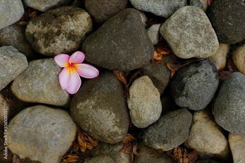 Single pink frangipani flower between rock