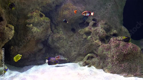 Tropical fishes in the sea.