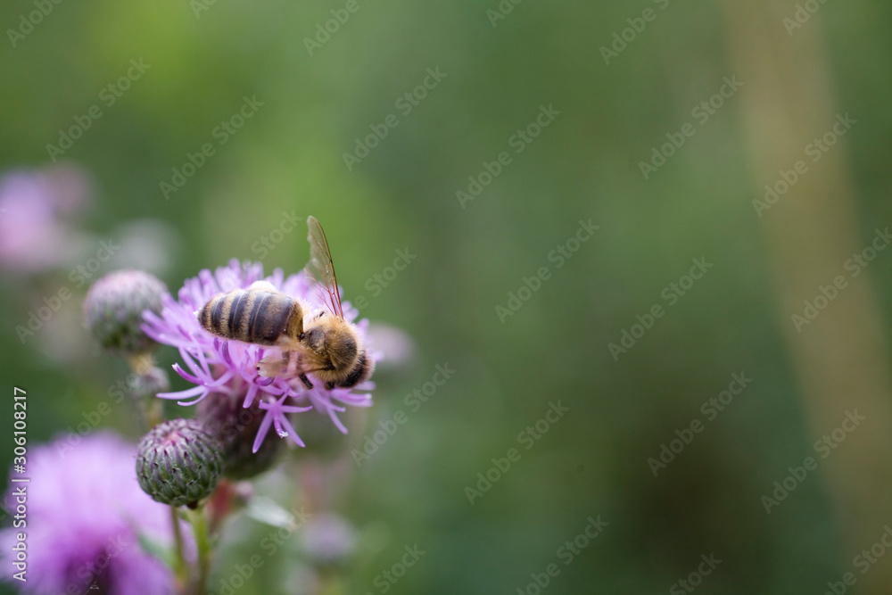 insect bumblebee on a purple flower on a summer day in a close-up on the meadow, insect bumblebee on a purple flower on a summer day in a close-up on the meadow,