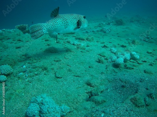 Beautiful tropical fish, Marsa Alam, Egypt