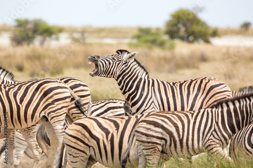 Zebra herd  one zebra in the middle is shouting  Etosha  Namibia  Africa
