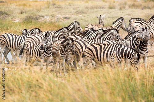 A herd of zebras standing close together in the grassland  Etosha  Namibia  Africa