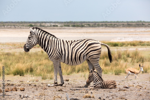 Little baby zebra sitting next to its mother  Etosha  Namibia  Africa