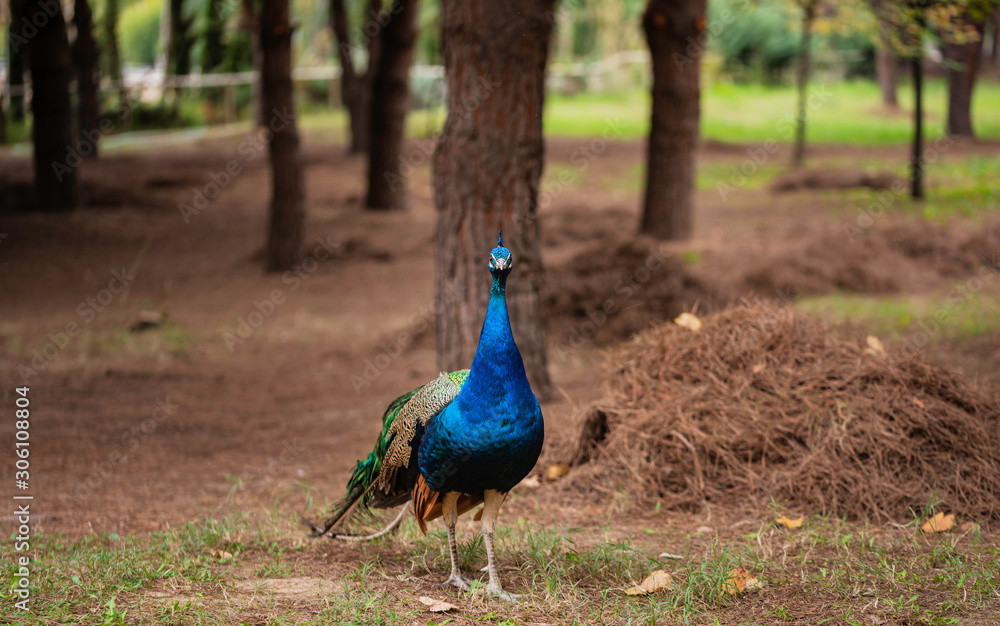 Obraz premium Beautiful close view of a blue male peacock standing on the ground.Male peacock in the zoo posing with it's gorgeous blue head and plumage.
