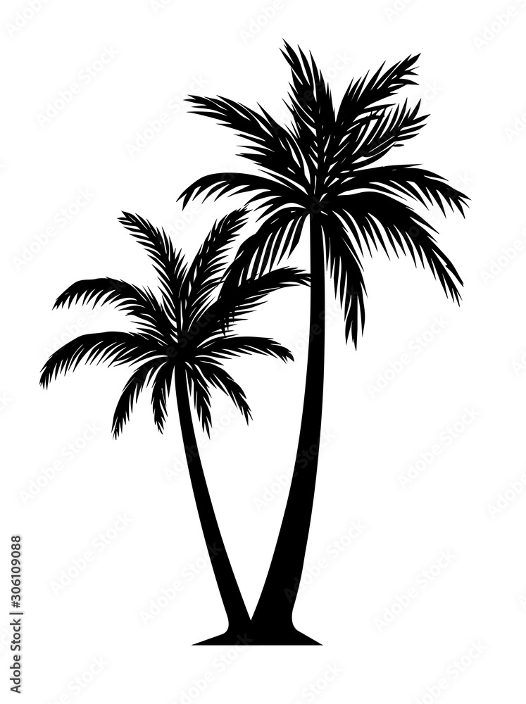 Palm tree silhouette black and white detail illustration