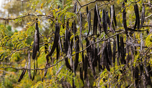 Ceratonia siliqua, commonly known as the carob tree or carob bush.