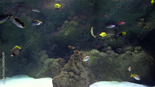 Tropical fishes in the sea.