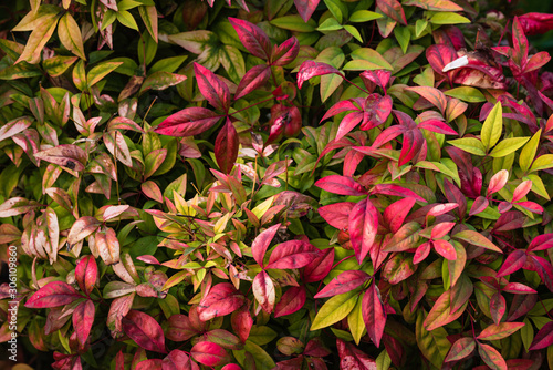 Close up view of foliaage red pink nandina domestica. Use as background wallp...