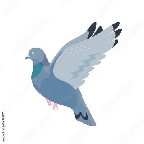 Gray pigeon flat vector illustration