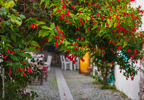 Close-up image of red bell flower. Teos Kaleiçi streets are decorated with fl...