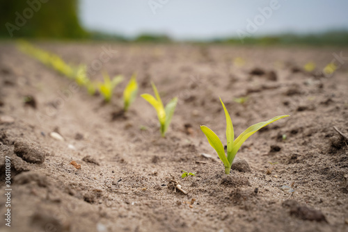 Reihe junger Maispflanzen auf einem Feld
