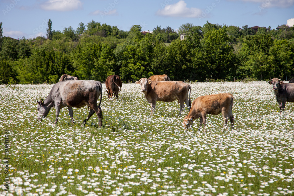 herd of cows on a chamomile field herd of cows on a chamomile field
