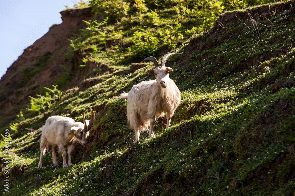 Obraz premium mountain goat